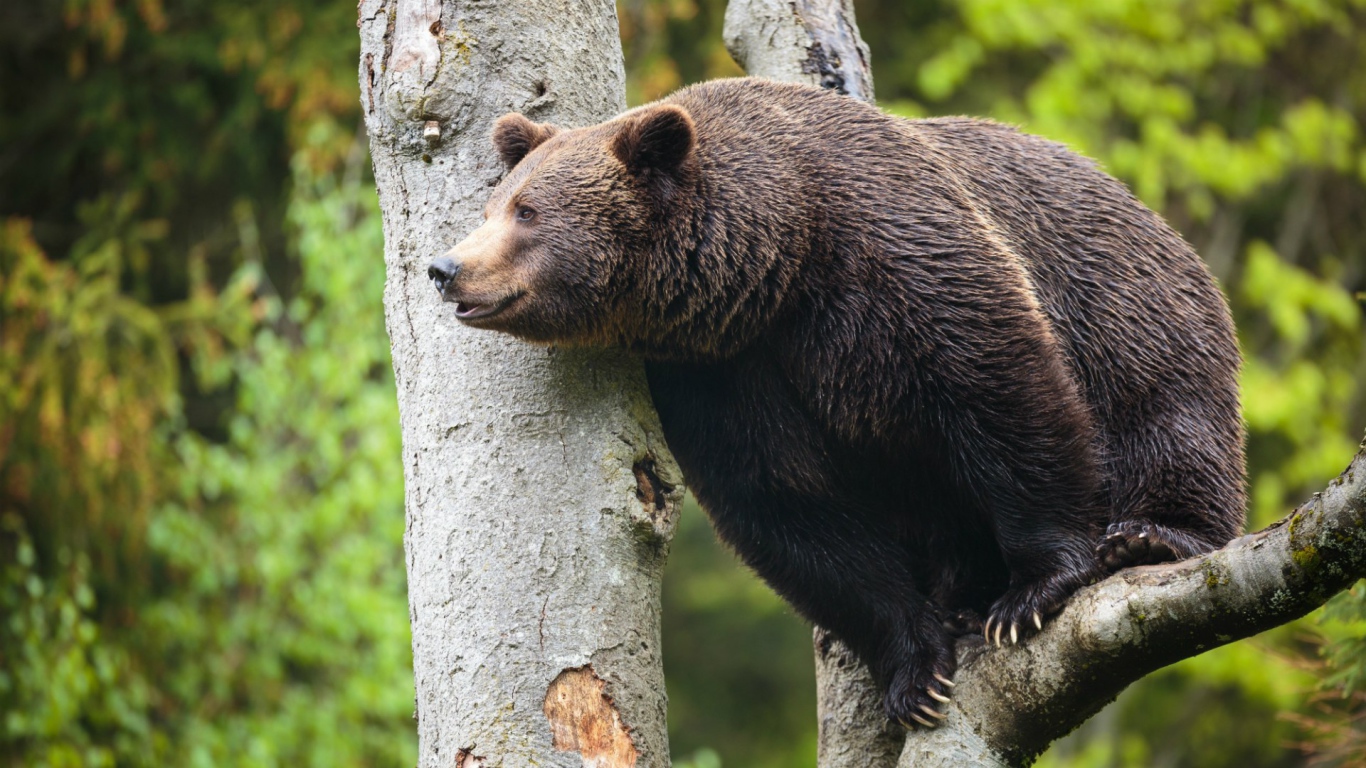 Медведь сидит высоко на дереве
