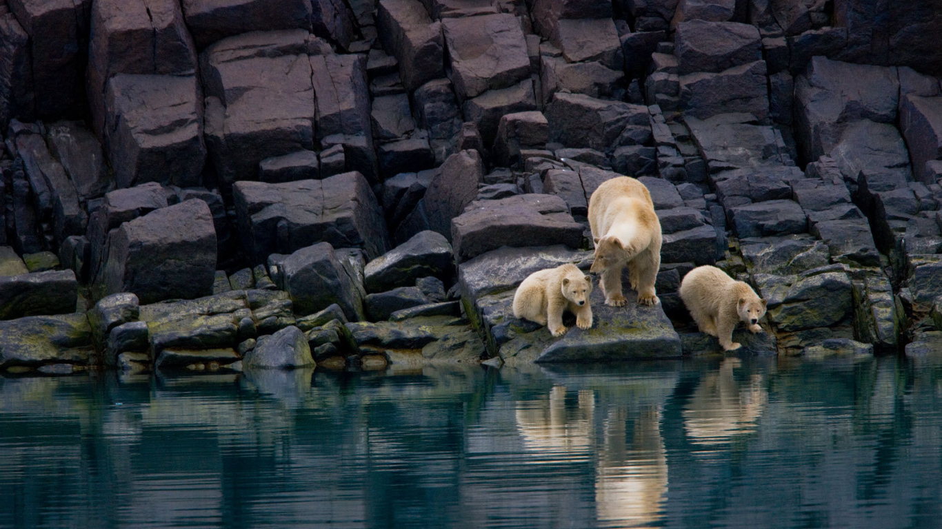 Family of polar bears