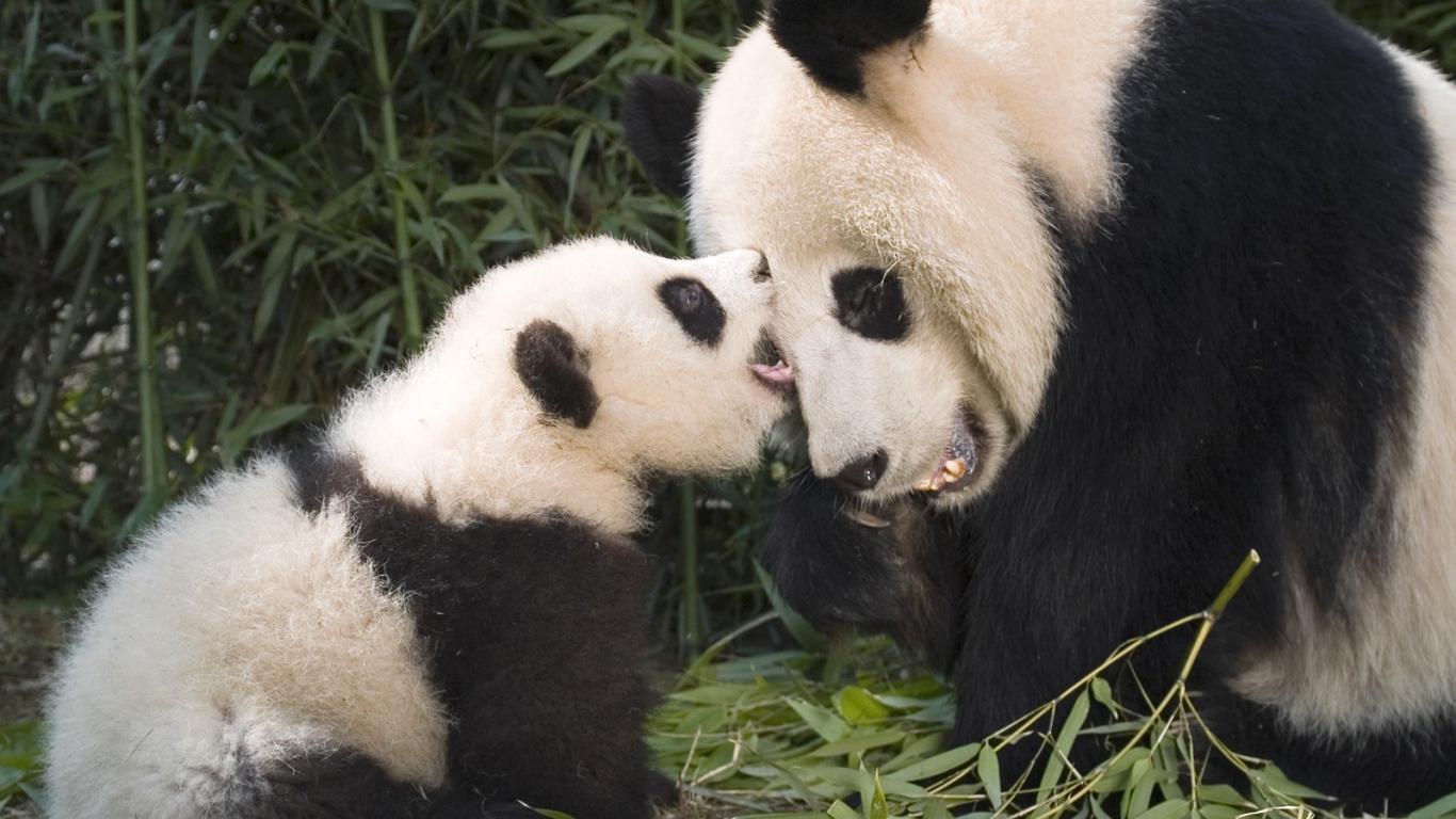 Детеныш панды с мамой