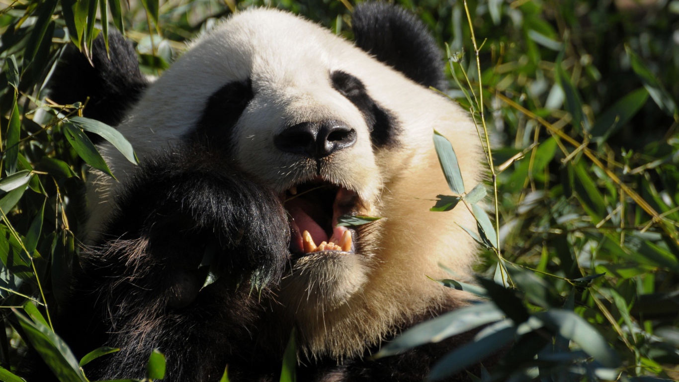 Панда среди зарослей ест листья