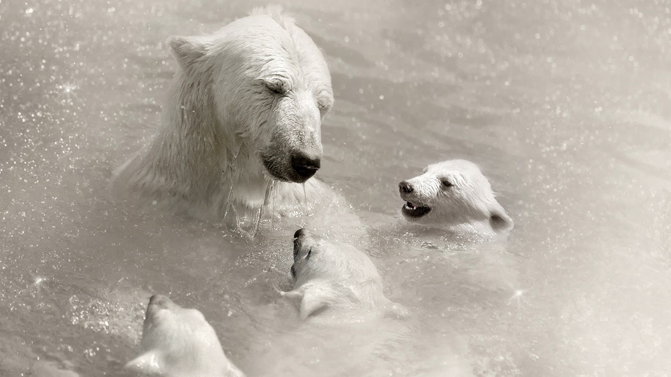 Белая медведица с детьми в воде