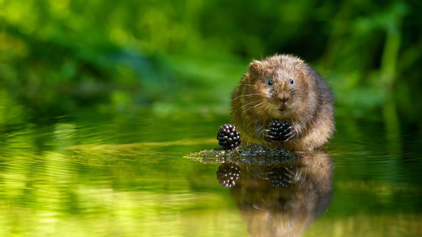 Животное водяная полёвка