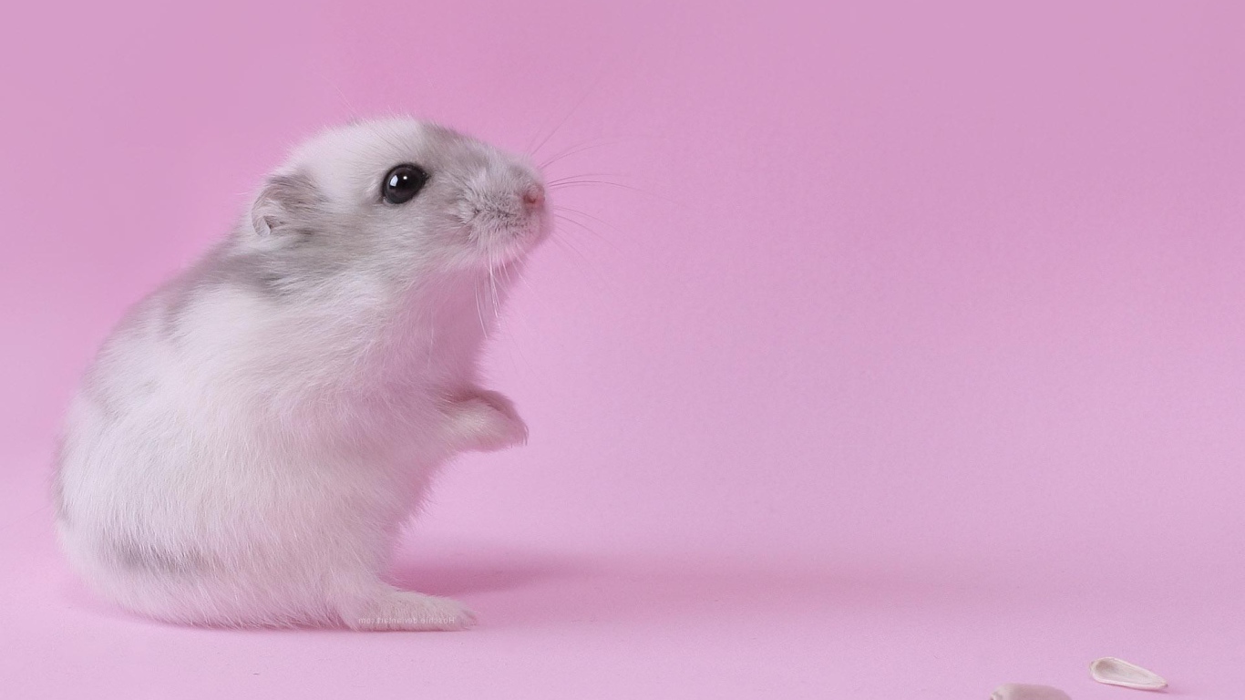 Хомяк на розовом фоне