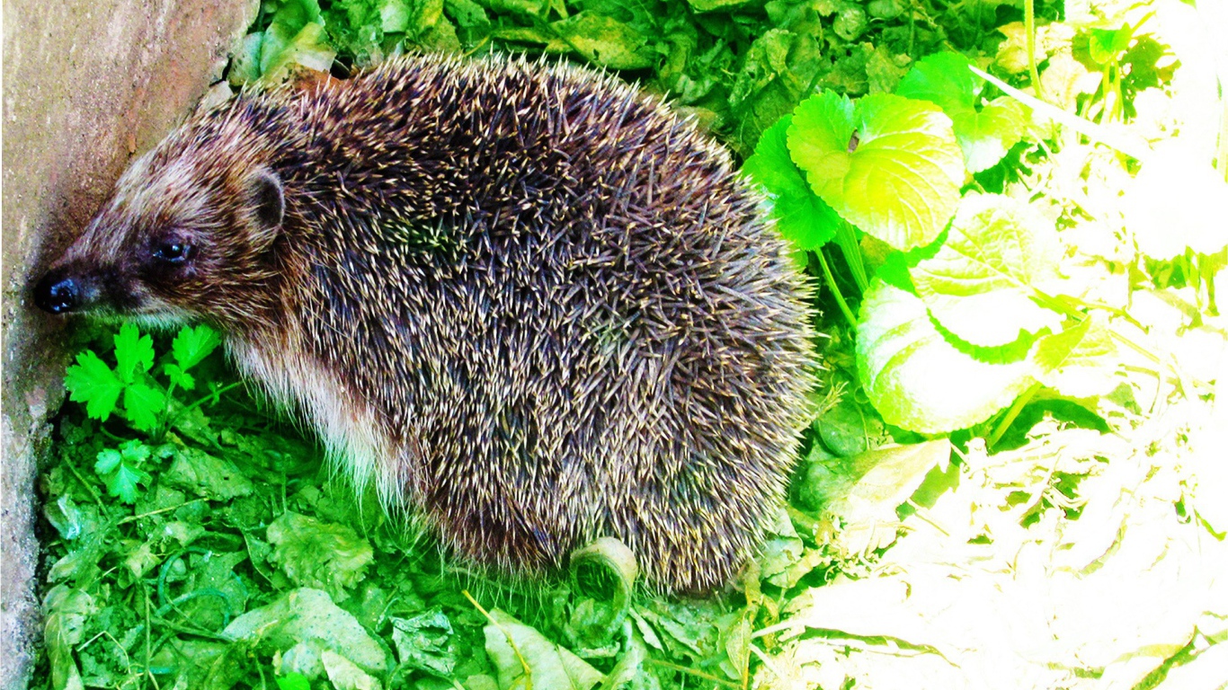 Еж сидит на зеленых листьях