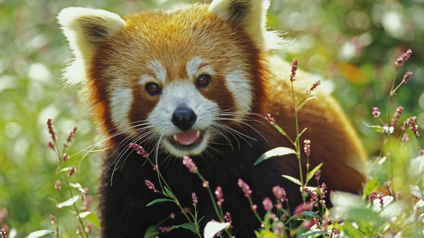 Красная панда в траве