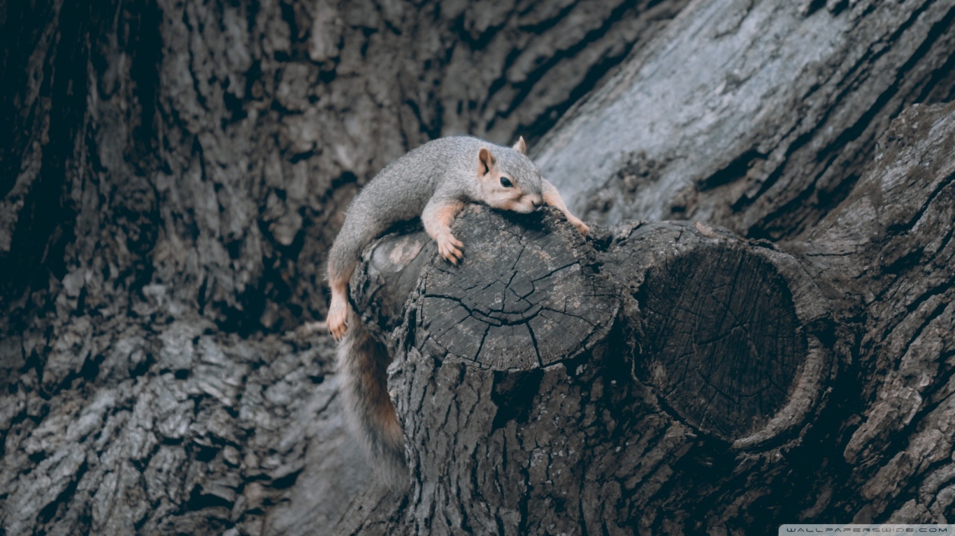 Squirrel climbing up a tree