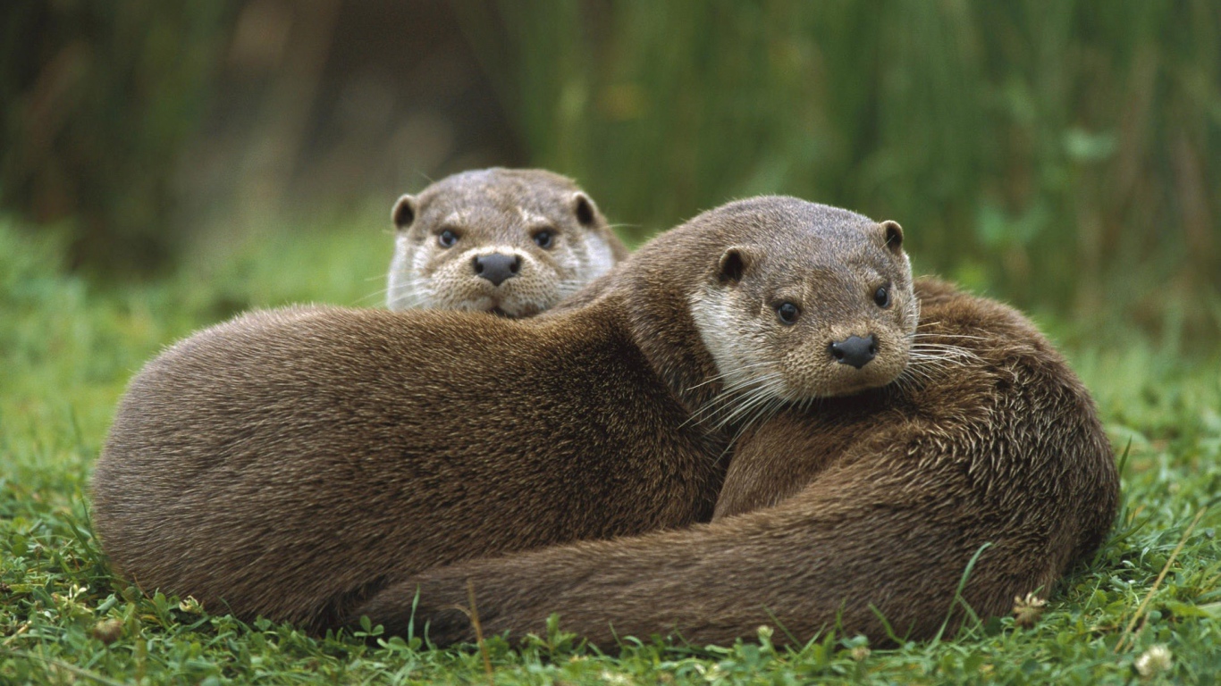 Две выдры лежат на траве