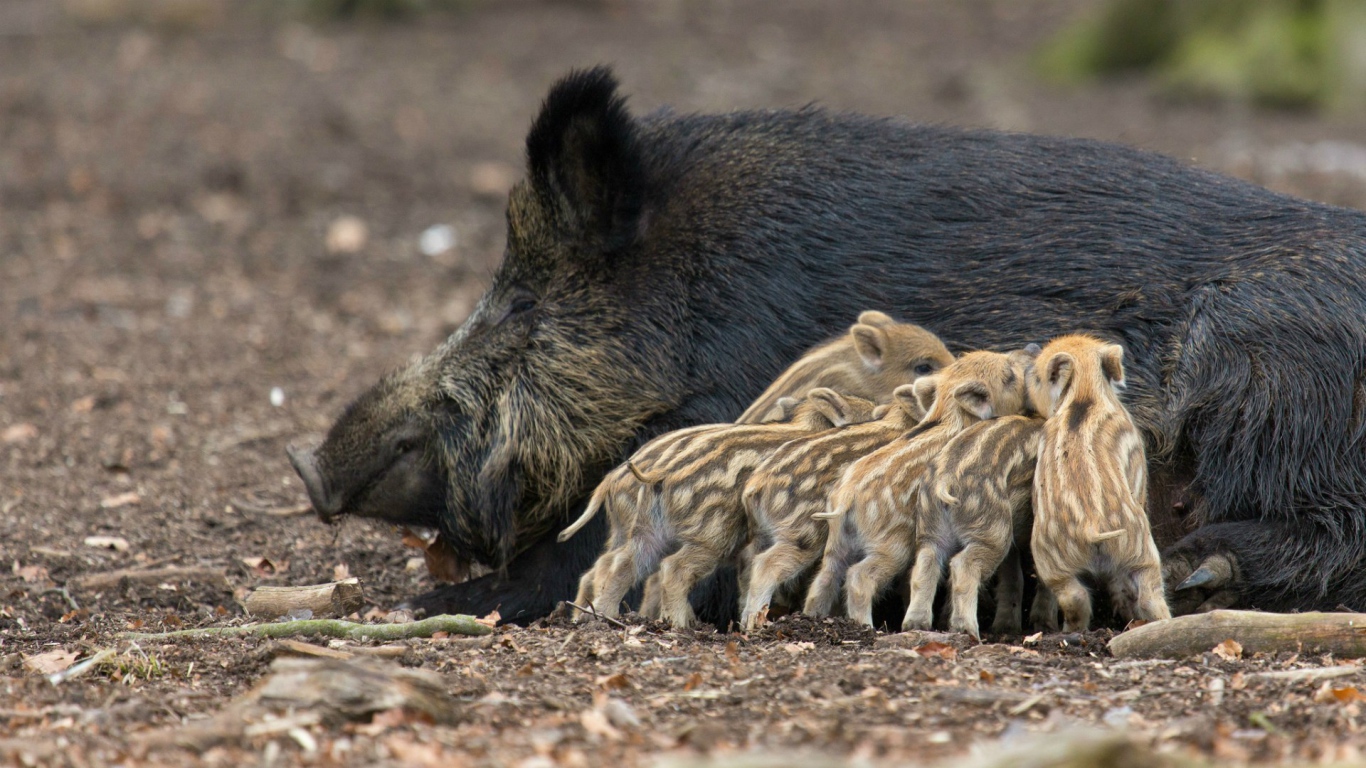 Дикие поросята с мамой