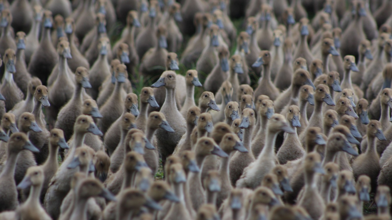 Стая диких уток на земле