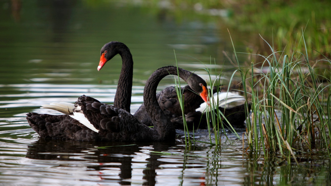Пара черных лебедей в камышах у берега