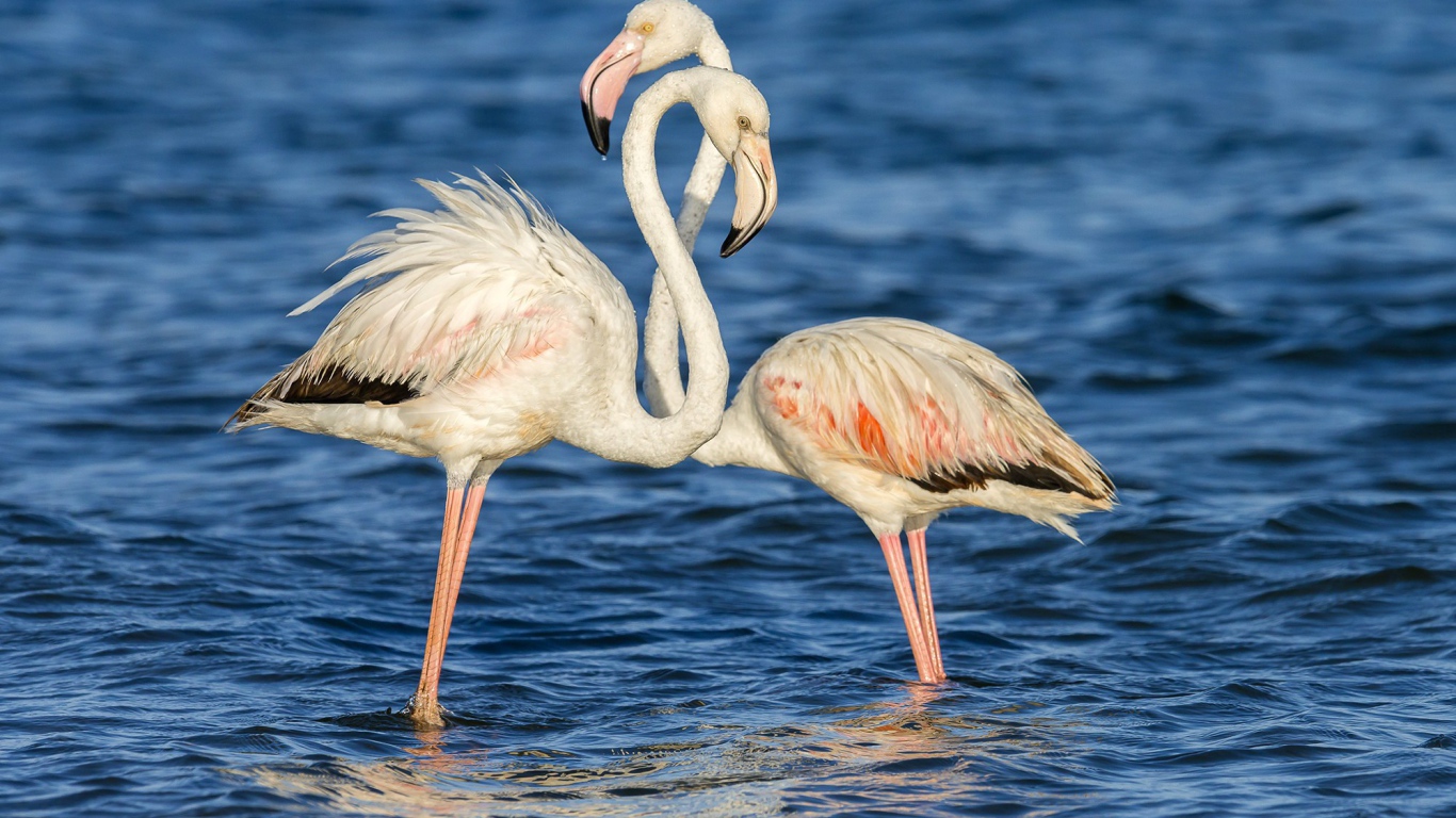 Пара фламинго стоят в воде