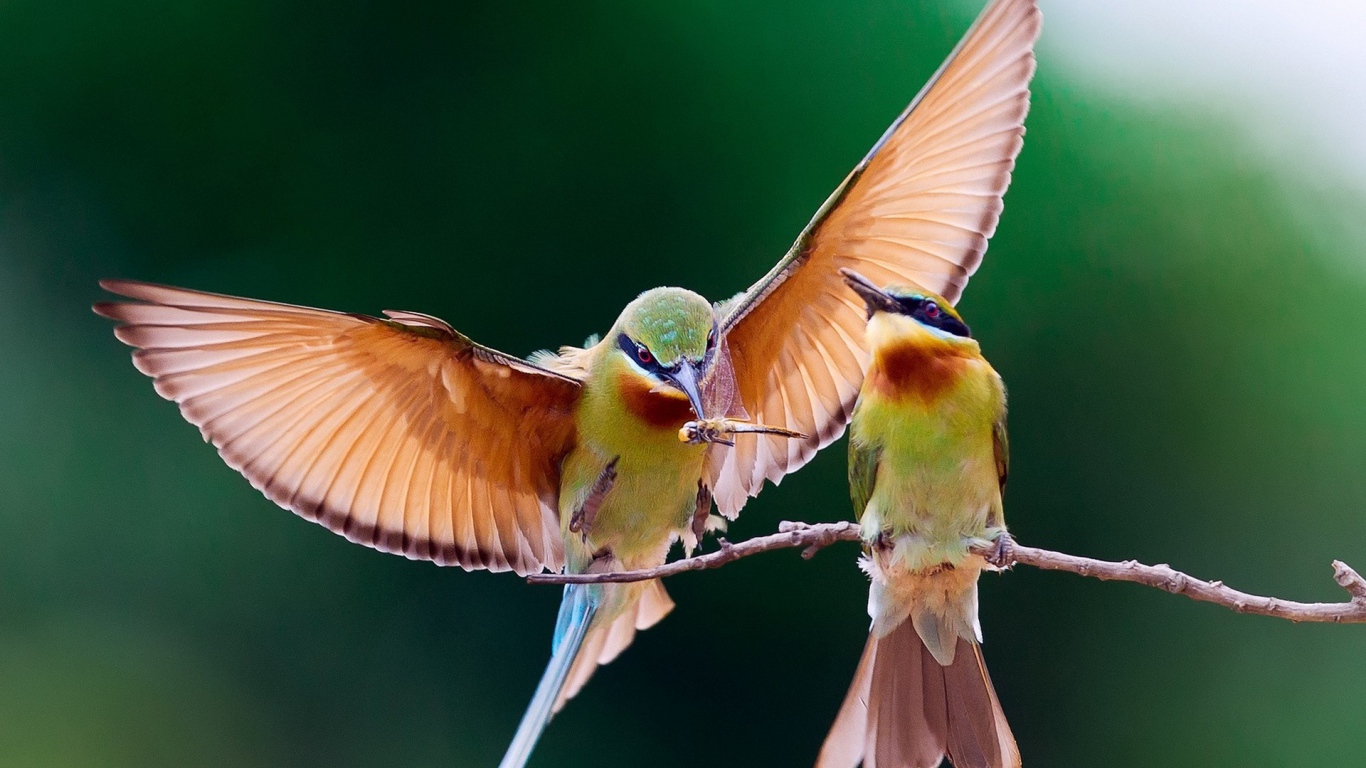 Пара колибри на веточке