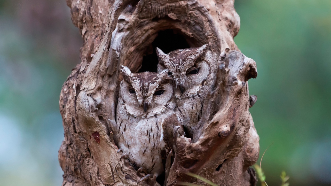 Пара сов сидят рядом в дупле