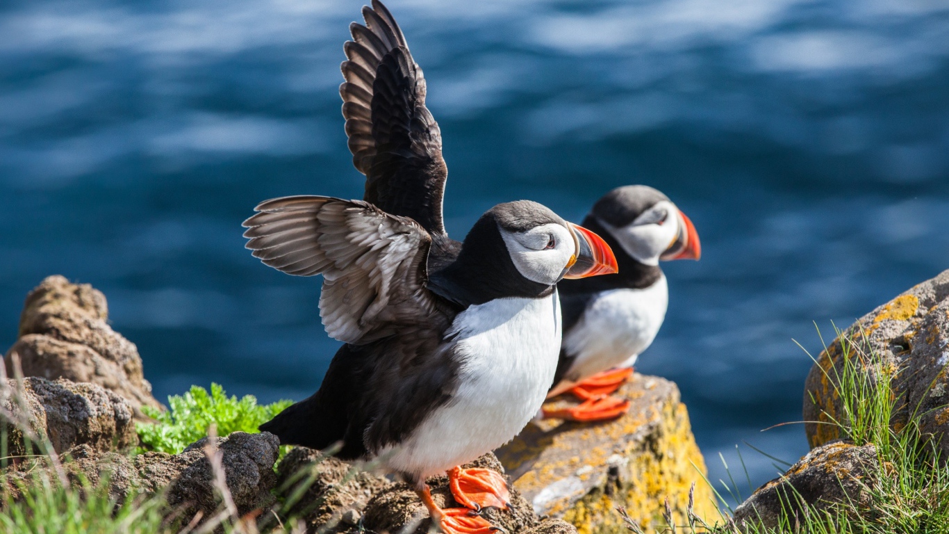 Пара тупиков на камне