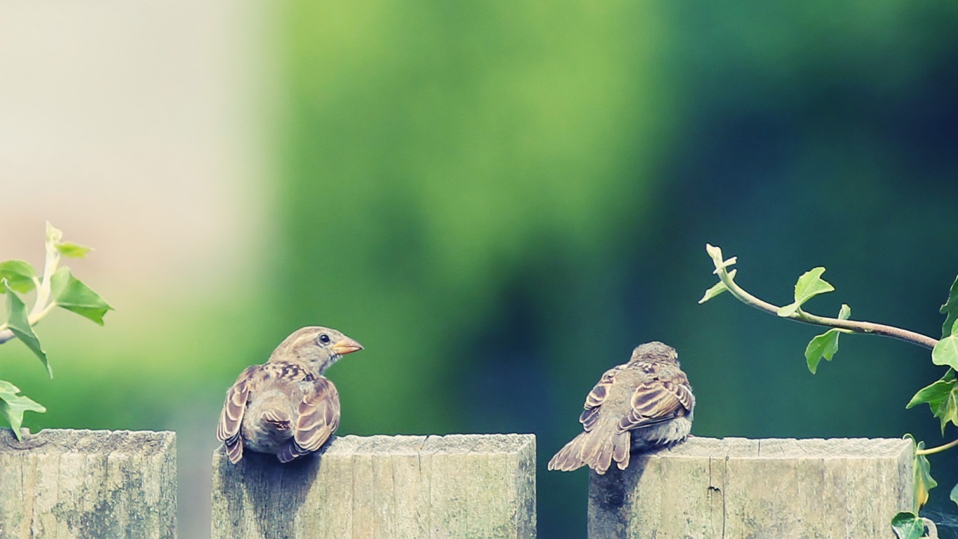 Пара воробьев на деревянном заборе