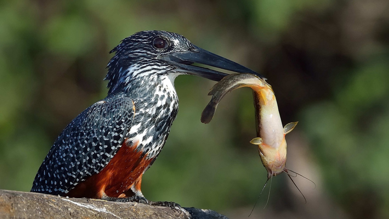 Птица держит в черном клюве рыбу