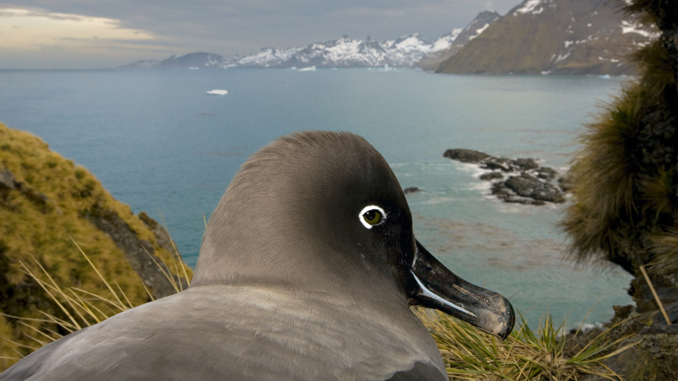 Птица в гнезде 2