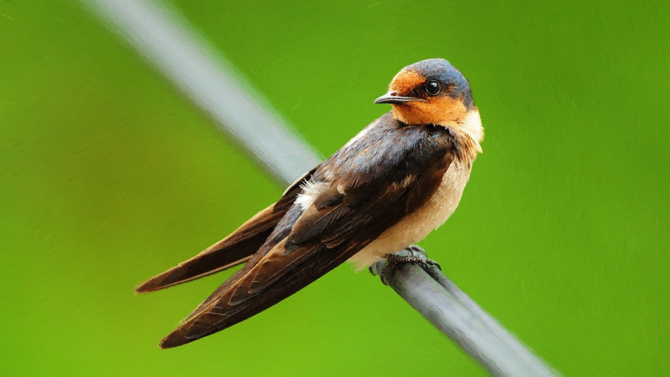 Птица на зеленом фоне