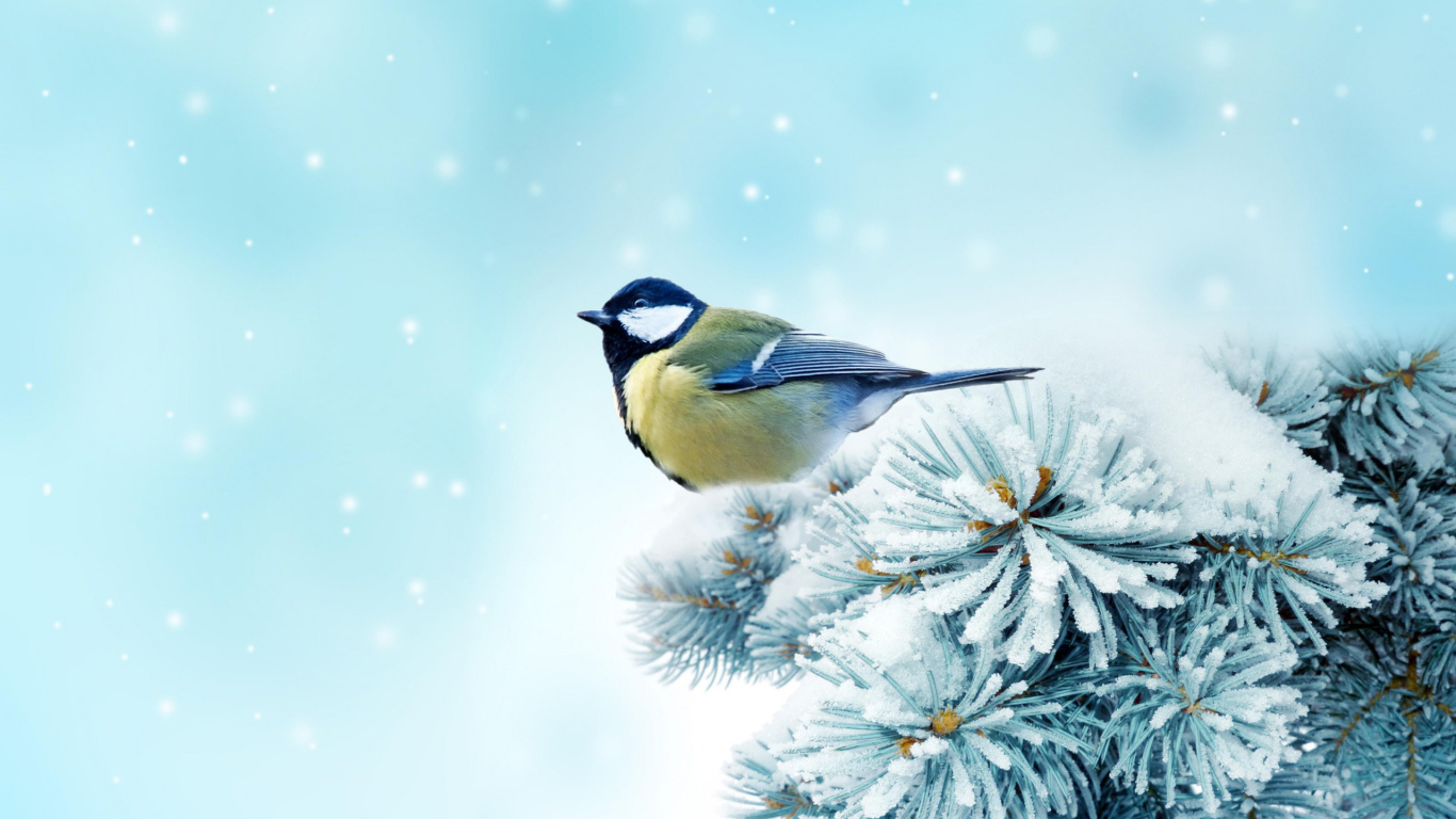 Синица на ветке дерева