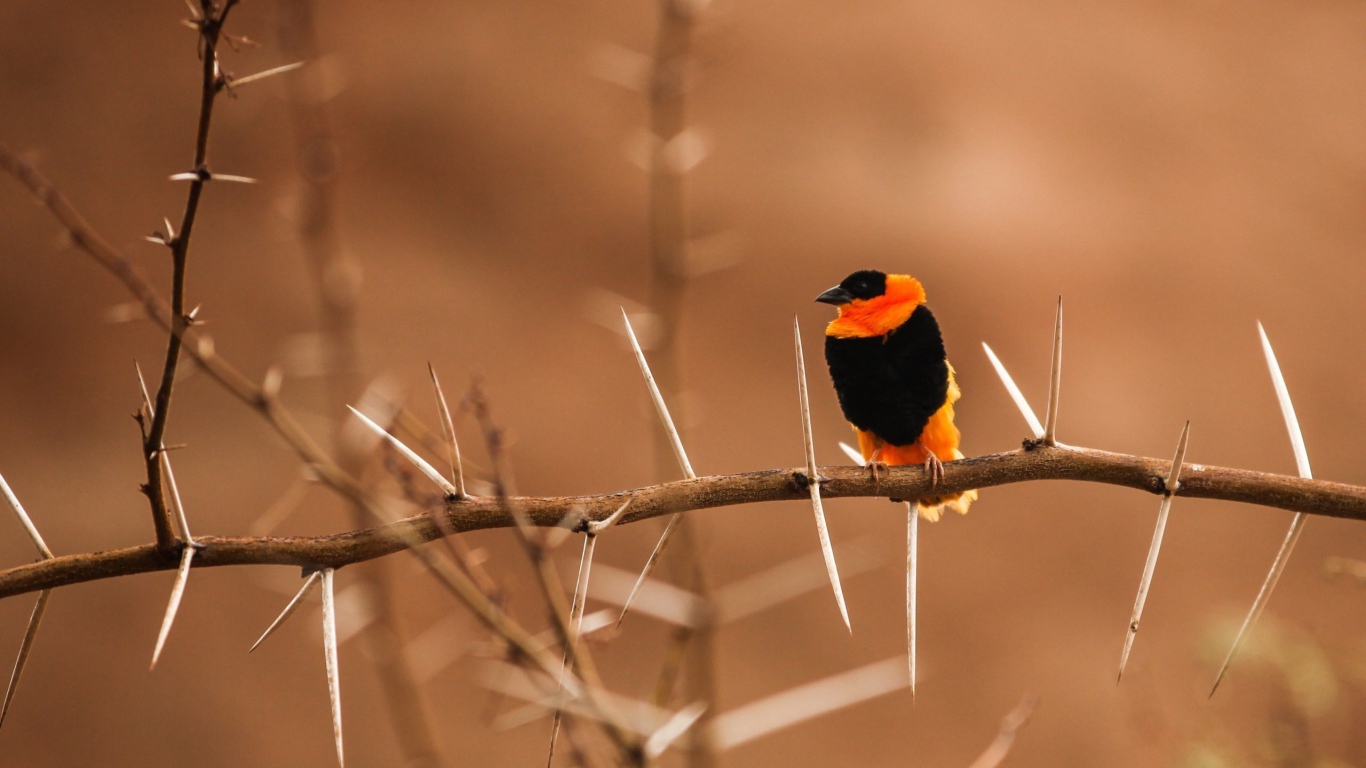Черно оранжевая птица на колючей ветке