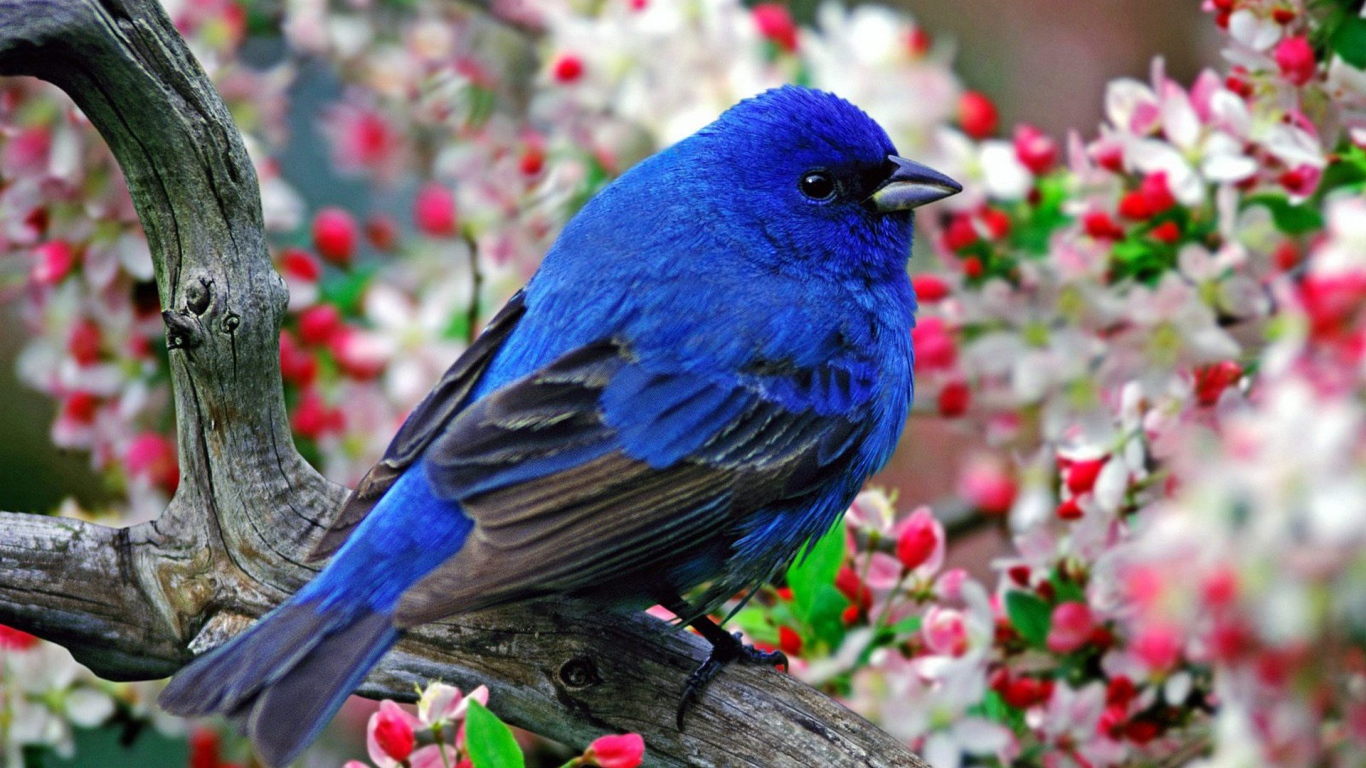 Синяя птица с черными крыльями