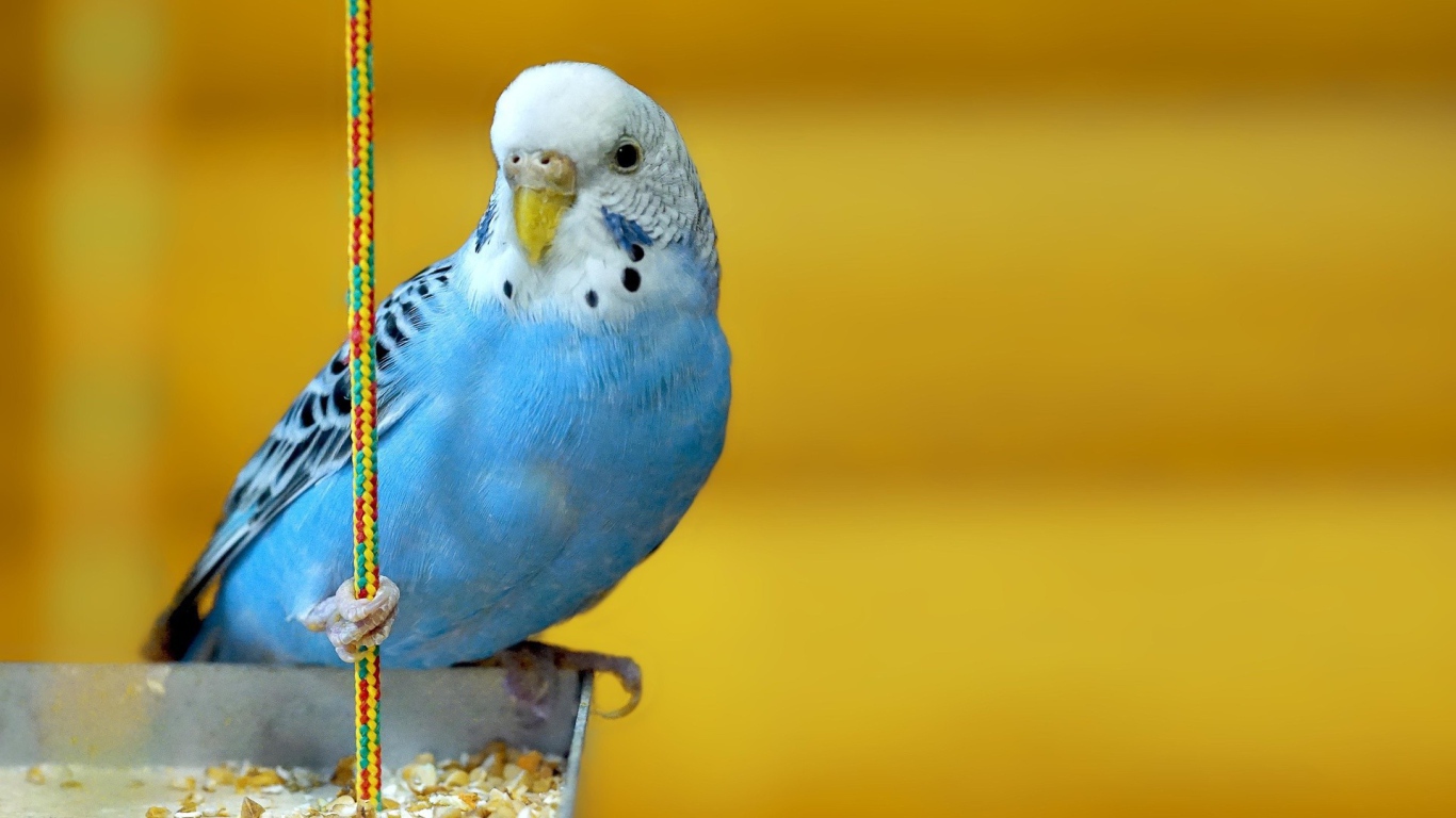 Голубой попугай на желтом фоне