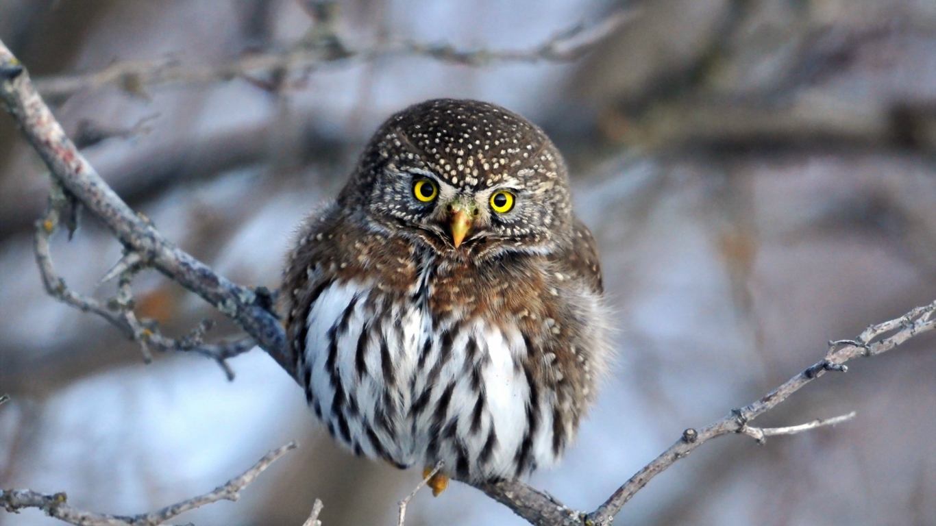 Очаровательная сова на ветке