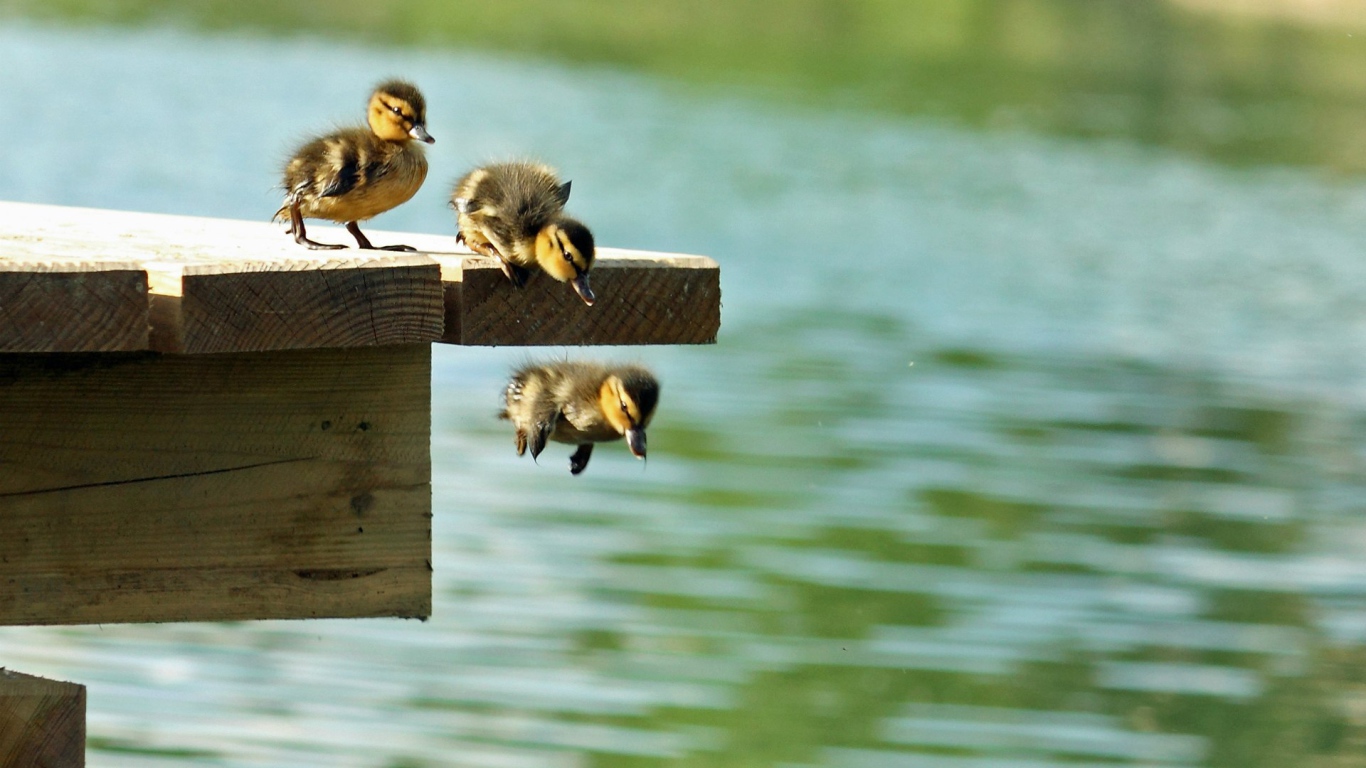 Утята учатся плавать