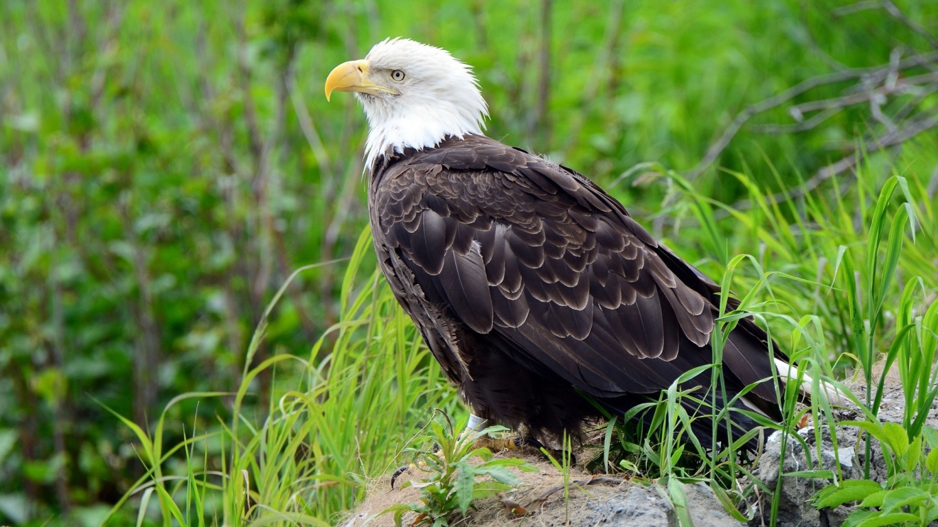 Орел на камне в траве