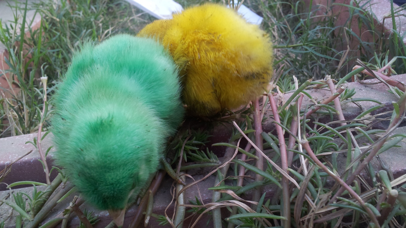 Зеленый и желтый цыплята