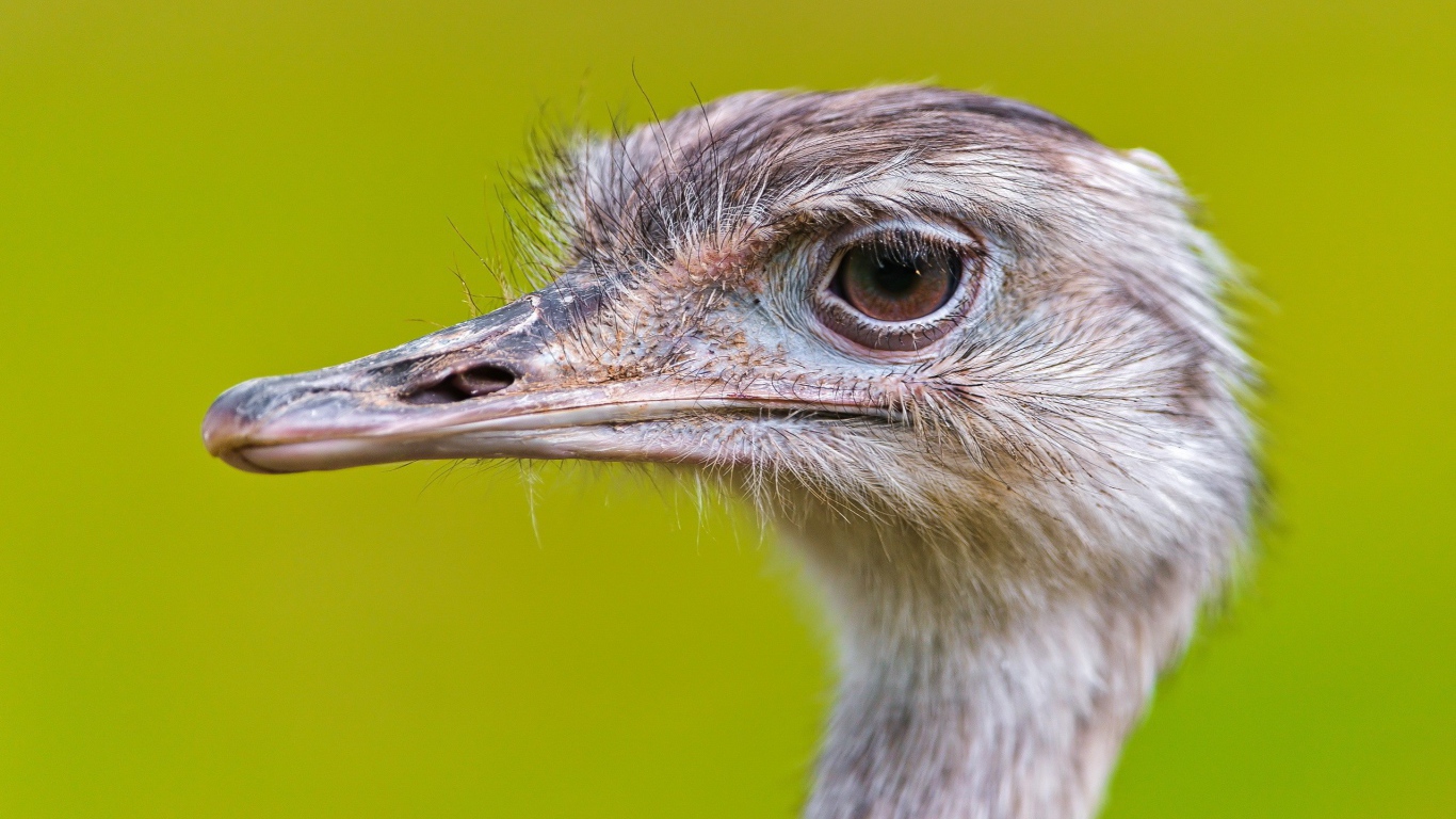 Голова страуса на зеленом фоне