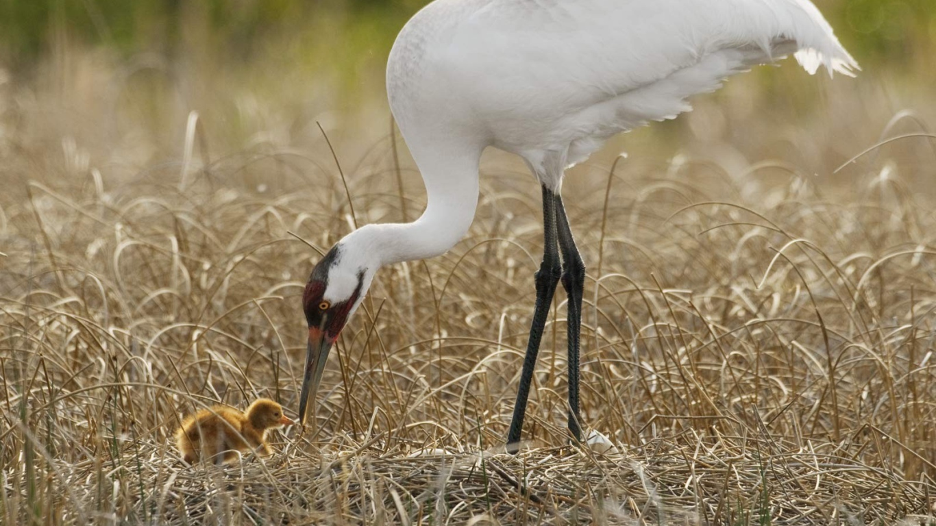 Цапля с детенышем на болоте