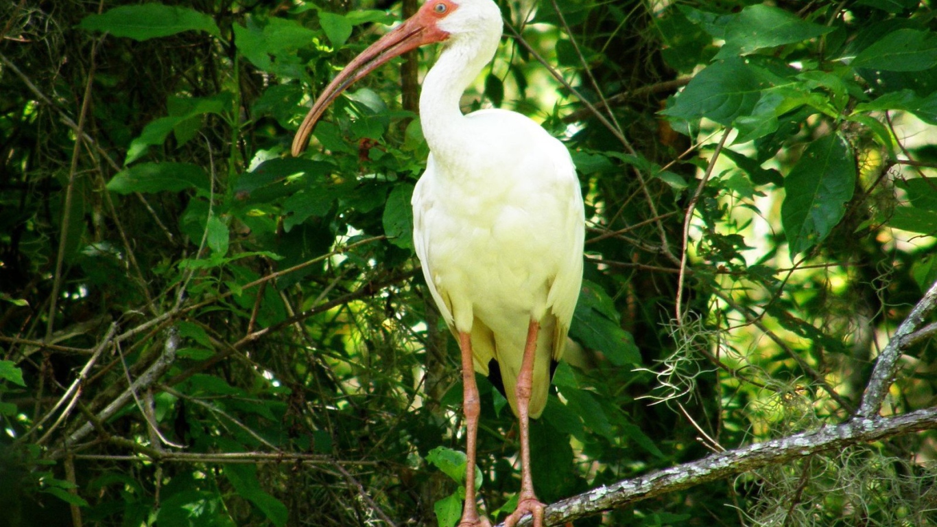 Цапля с желтыми перьями