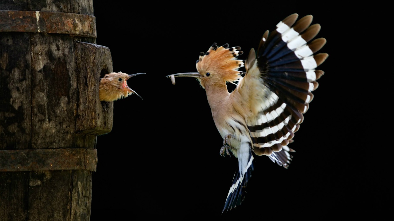 Удод кормит птенца