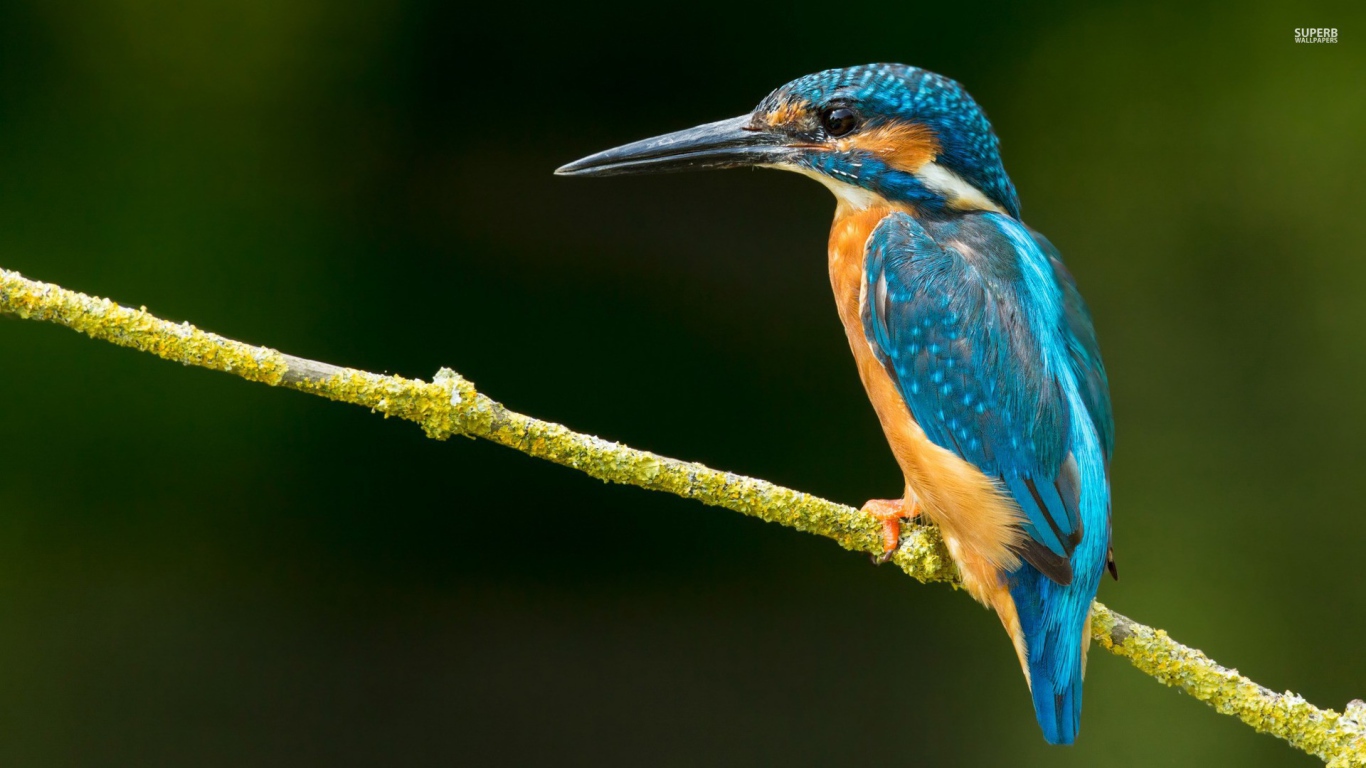 Зимородок на зеленой ветке