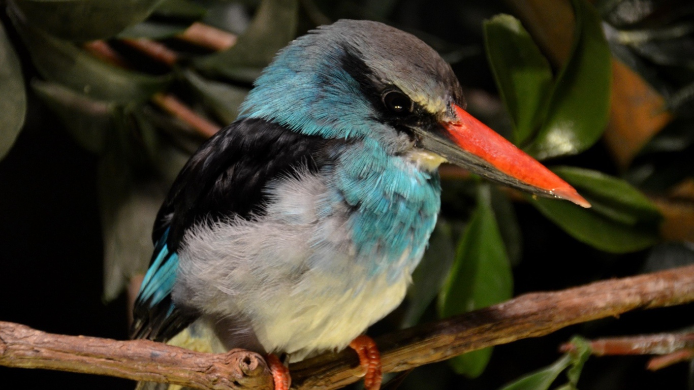 Зимородок с красным клювом