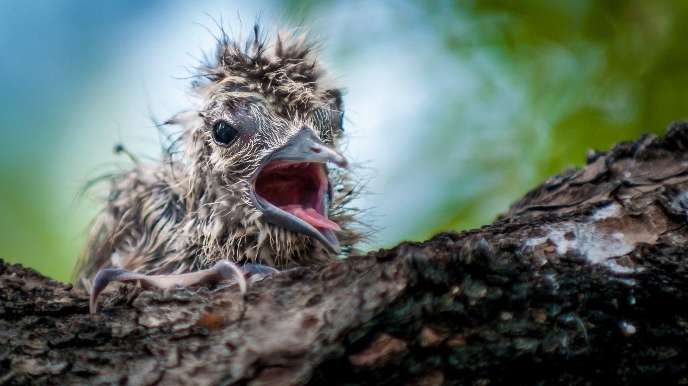 Маленький птенец в гнезде