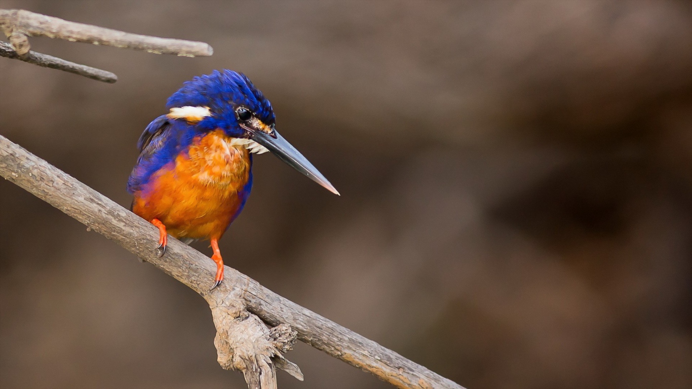 Длинноклювая птица зимородок