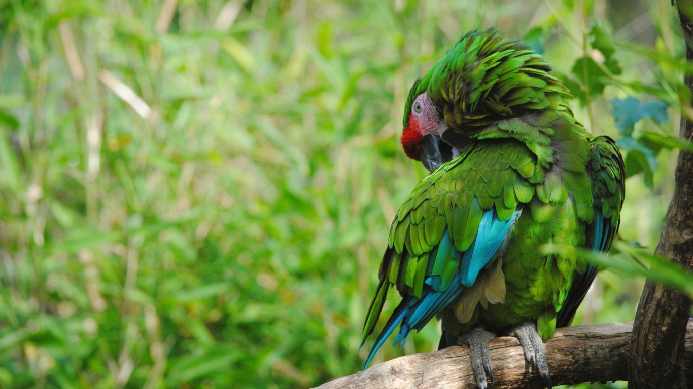 Роскошный зеленый попугай на фоне зелени