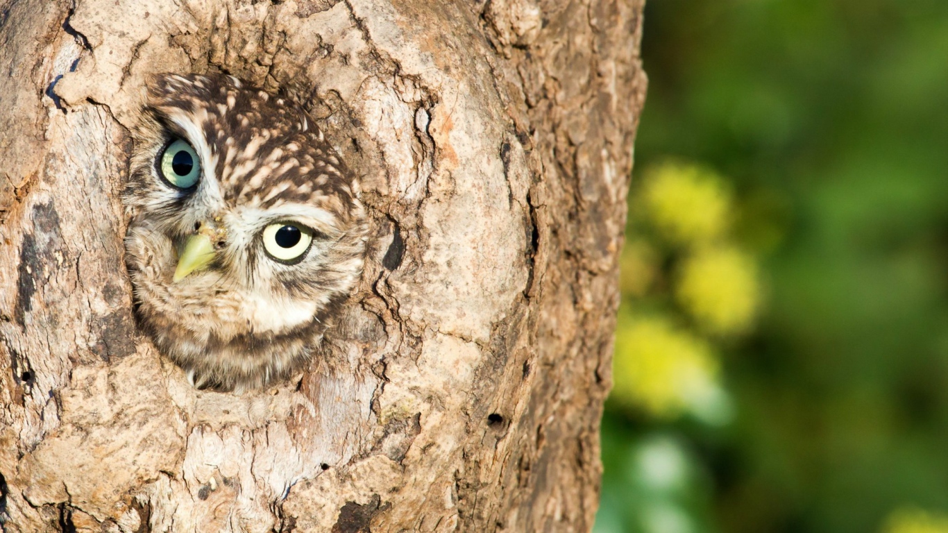 Сова сидит в дупле дерева