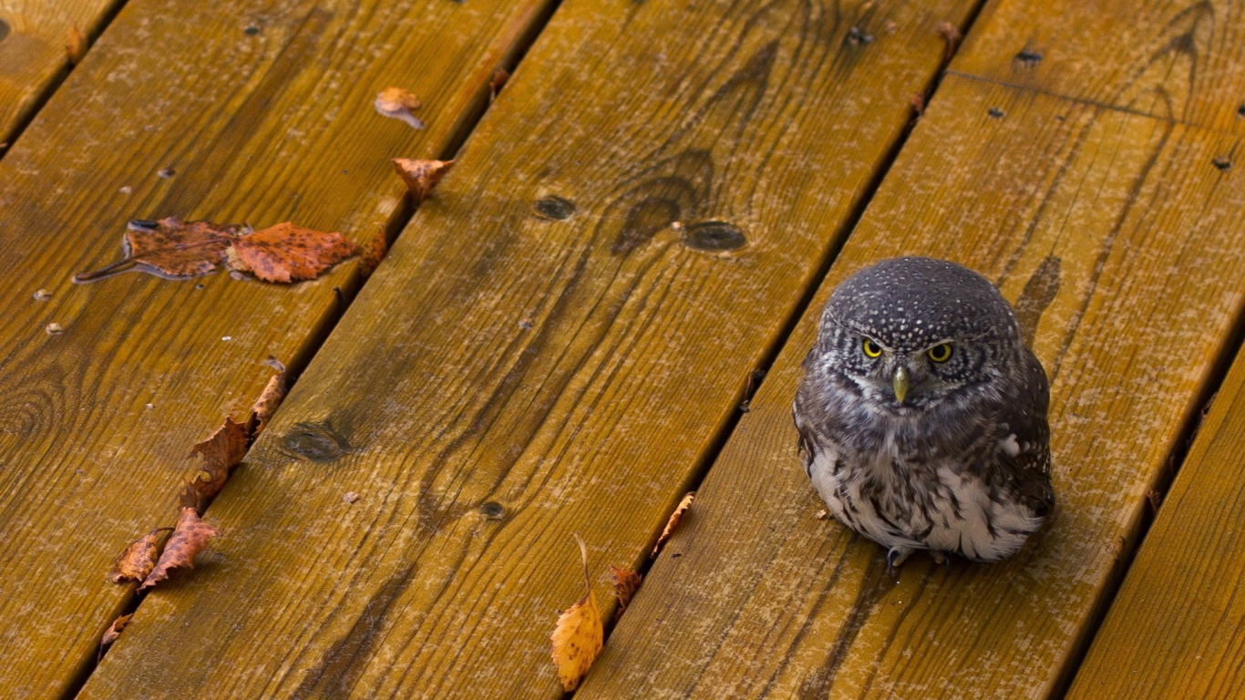 Совенок на деревянных досках