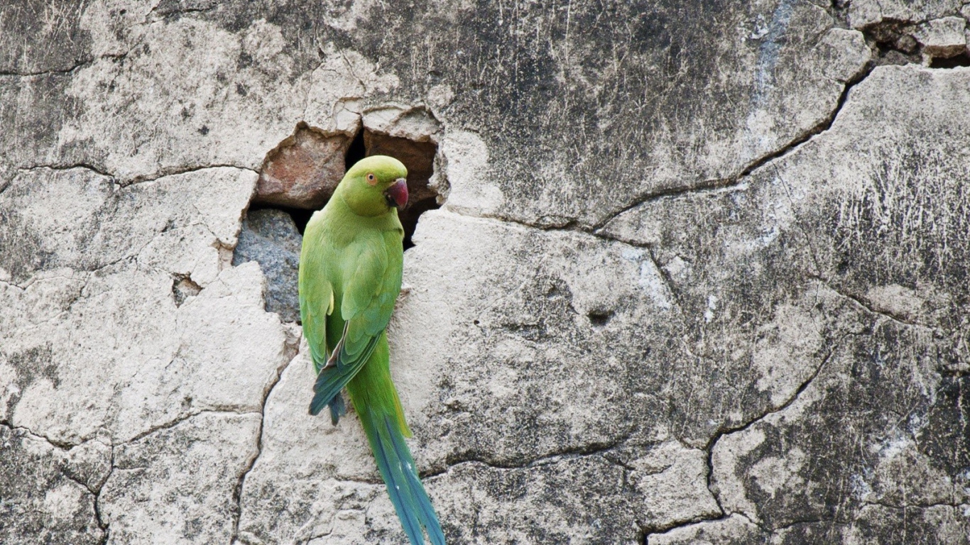 Попугай на потрескавшейся стене