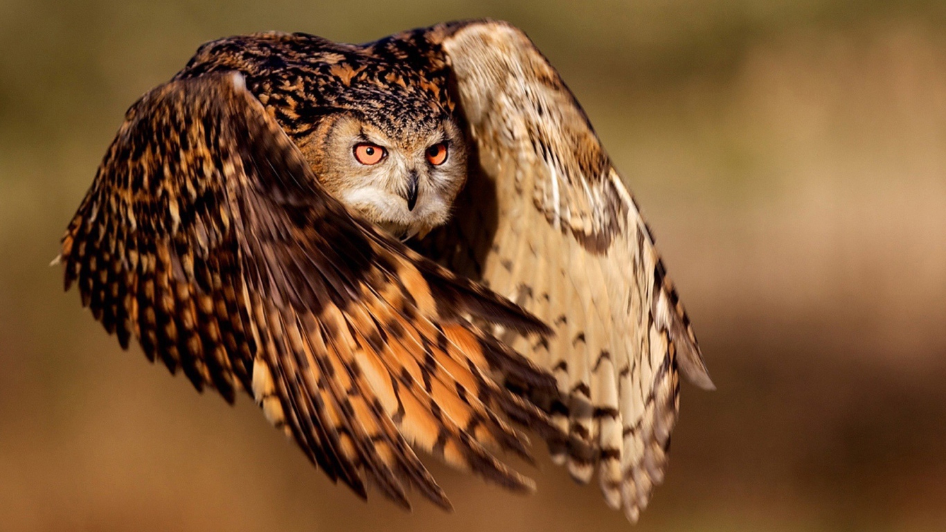 Фото совы в полете