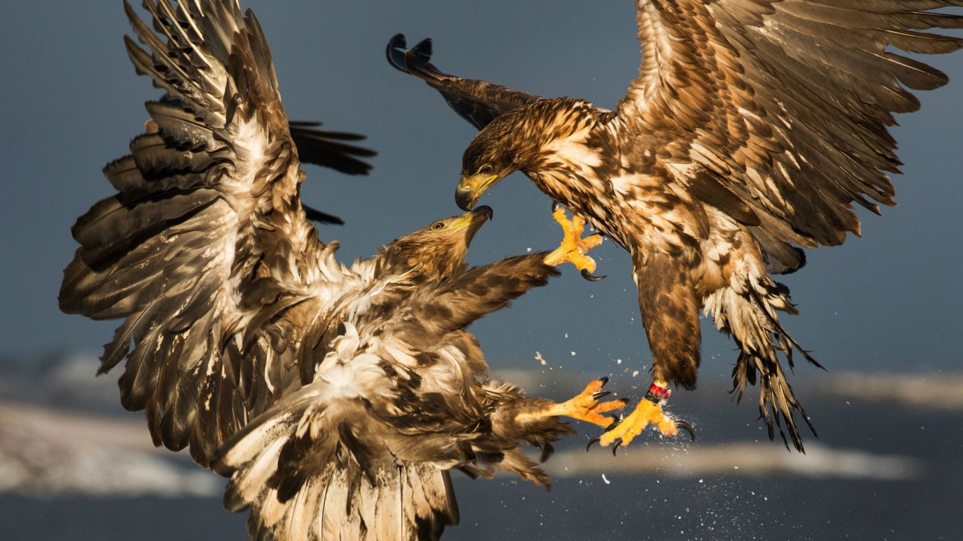 Схватка двух беркутов