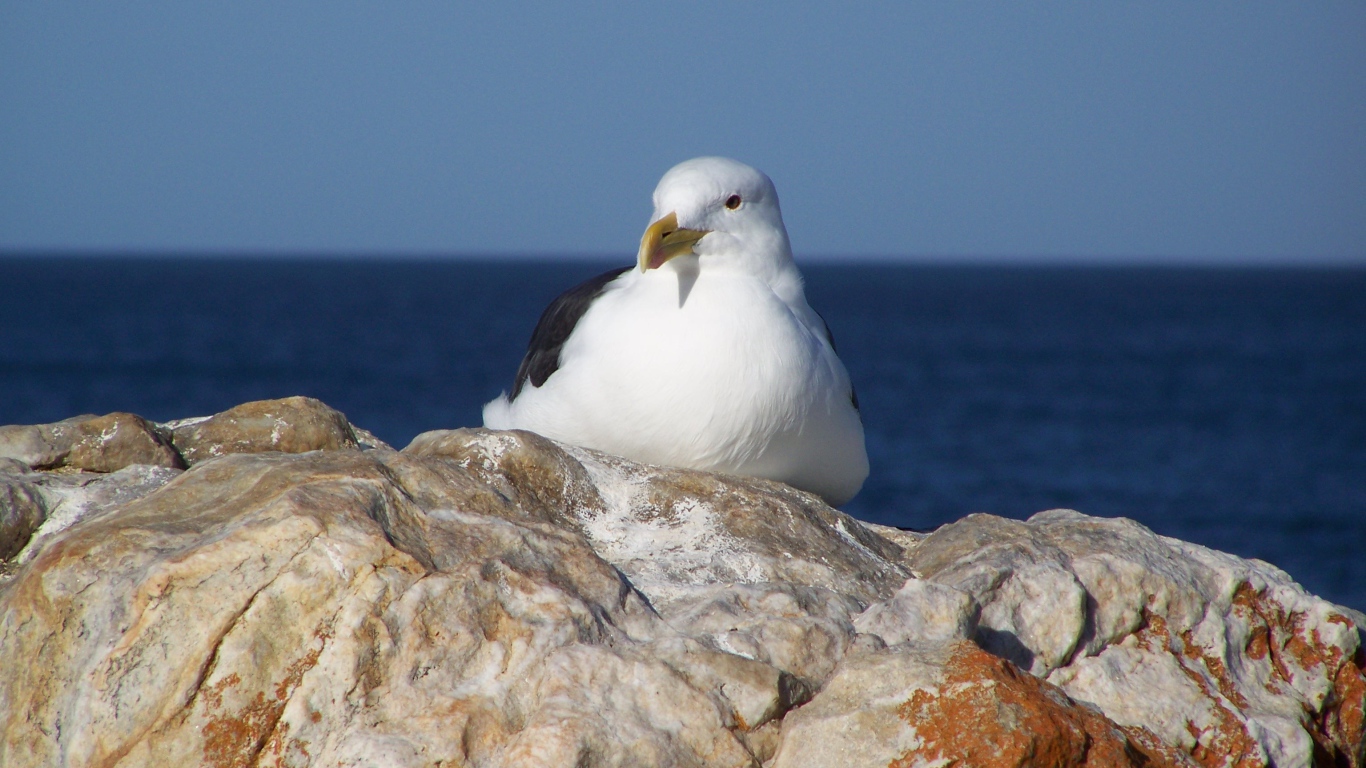 Чайка сидит на скале у моря