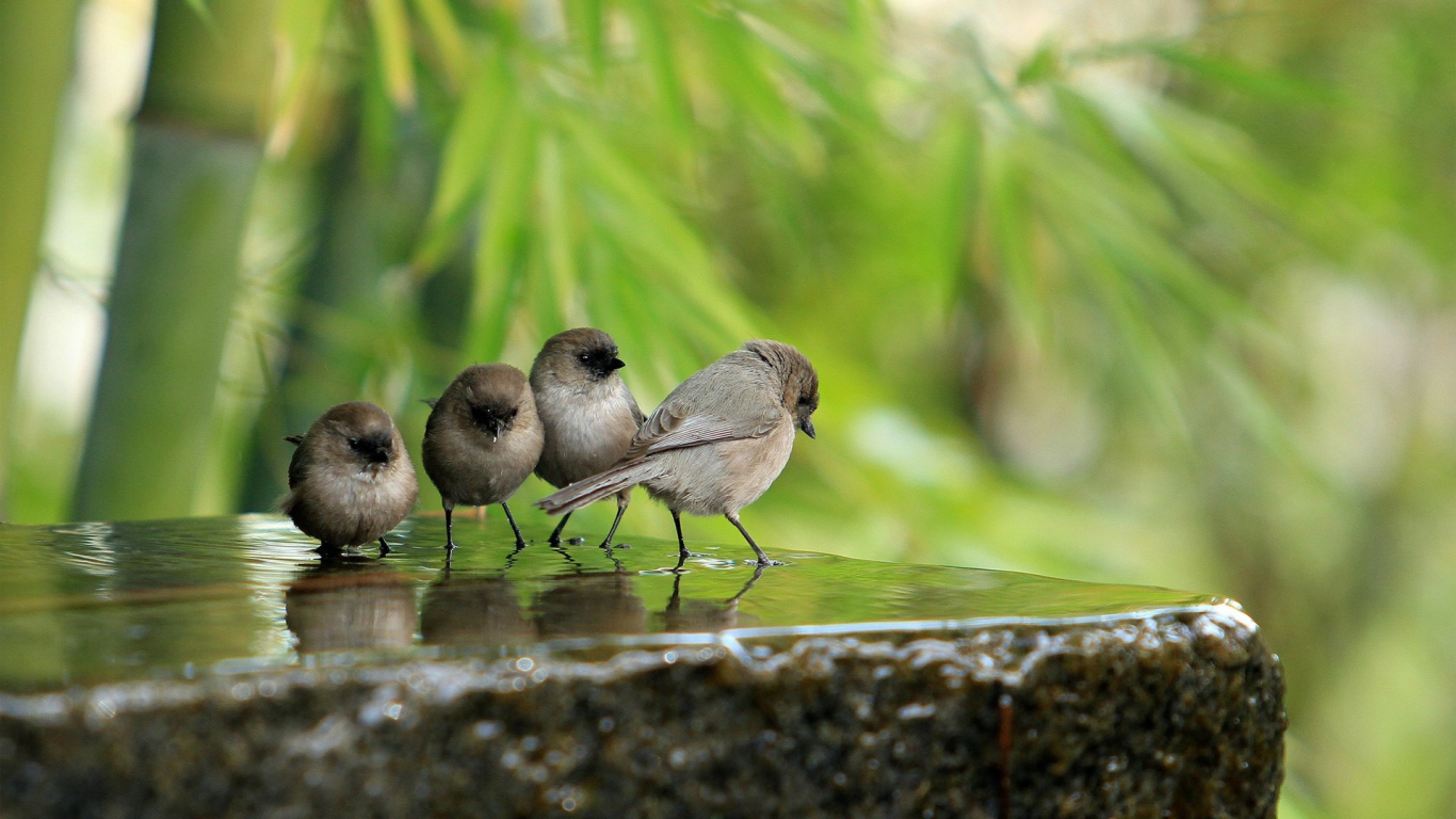 Воробьи на камне