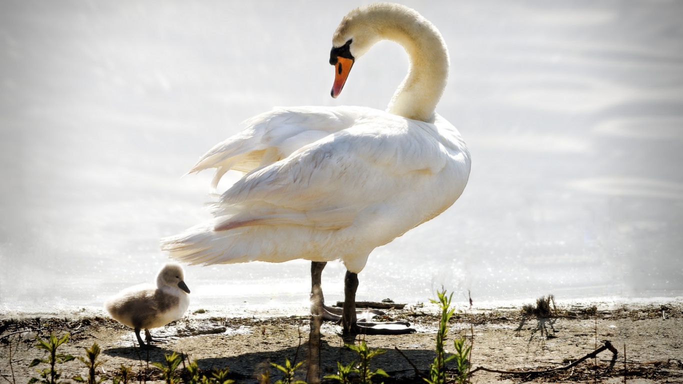 Лебедь ведет своего птенца к воде