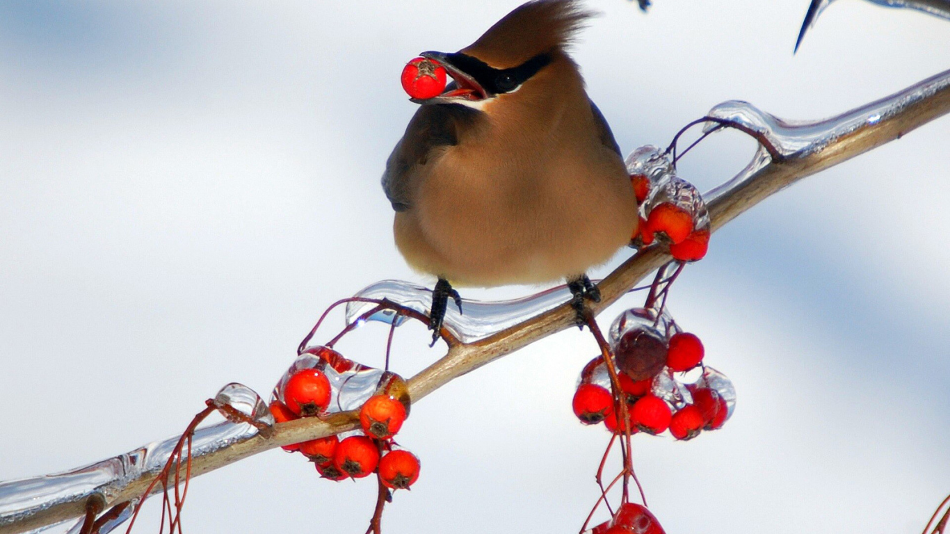 Птица ест рябину