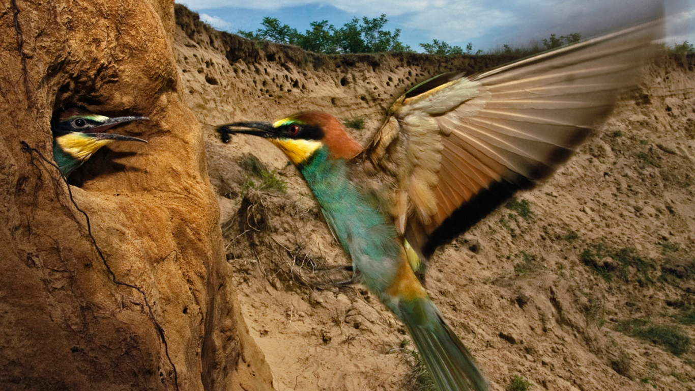 Птица кормит своего птенца