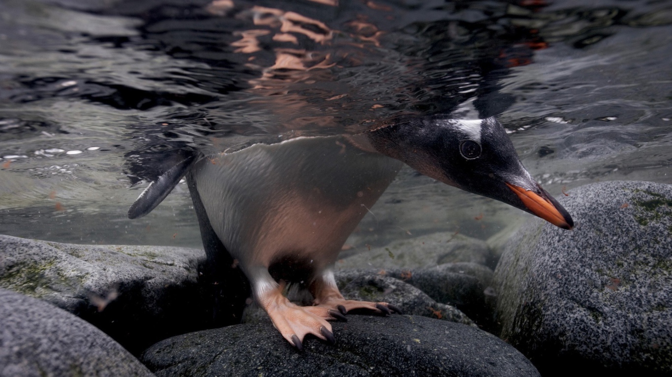 Голова и лапы пингвина под водой